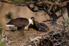 Bald-Eagle;Eagle;Feeding-Behavior;Haliaeetus-leucocephalus;Nest;Oregon;Smith-Roc
